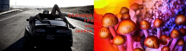 шишки Краснотурьинск